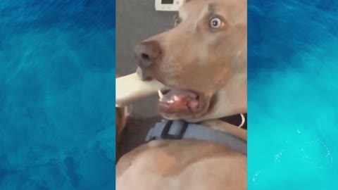 Dogs Hilarious Reaction While Watching Tv Show !