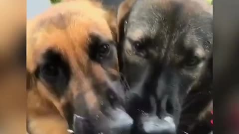 German Shepherds go nuts for puppuccino at Starbucks