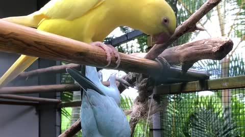 Two beautiful birds playing