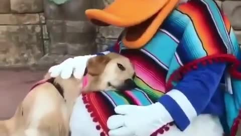 Beautiful dog video