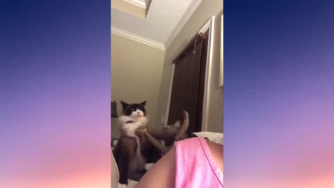 cute Cats fighting video #6