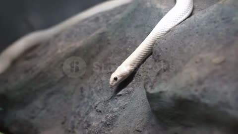 White snake