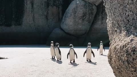 The world of the beautiful penguin