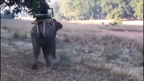 completion video of wild elephant 🐘 attack on road vehicles