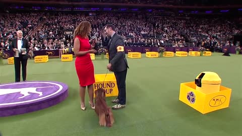 Group judging for the Hound Group Westminster Kennel Club Dog Show FOX SPORTS