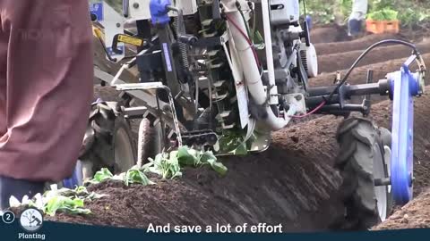 Japan Sweet Potato Cultivation Technology - Sweet Potato Farming and Harvest