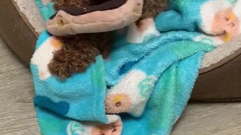 Little cute dog biting his toy on his blanket