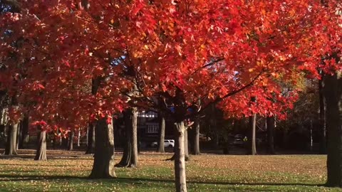 Beautiful tree in Fall colors in Lincoln Park - Autumn Leaves - Ed Sheerun