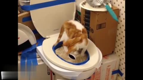 Step by Step cat toilet traning .