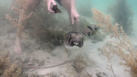 Porcupine fish rescue