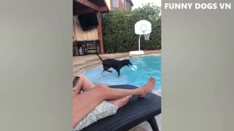 Funniest animal Dog video