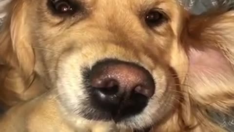 "Broken" dog freezes with paw in mouth