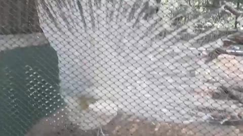 Amazing white PEACOCK DANCE