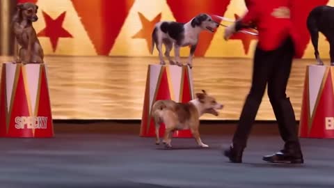 UNEXPECTED SMART Animal Auditions on Got Talent _ Amazing Dog dance for Alexa.