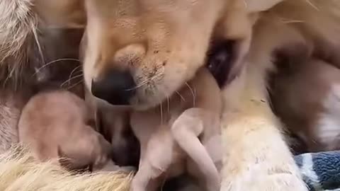 Motherly love by a Dog