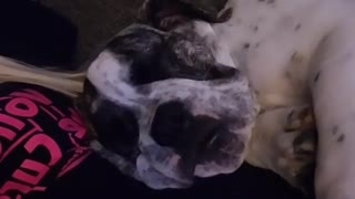 Black white dog is asleep and is snoring