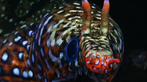 Dragon Moray Eel