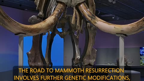 Are Woolly Mammoths Making a Comeback?