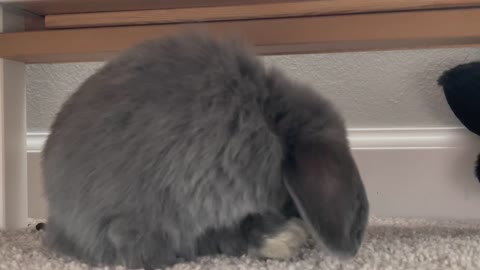 Baby Holland Lop