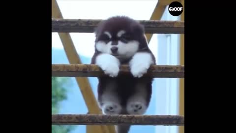 Siberian husky puppy spitting on the stairs look at this cuteness
