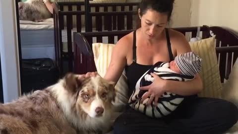 Australian Shepherds introduced to newborn baby