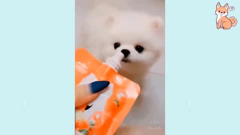 😍 Cute Puppies and Smart Dogs #3 😍