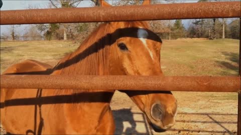 Equine Saint Patrick's Day Messages