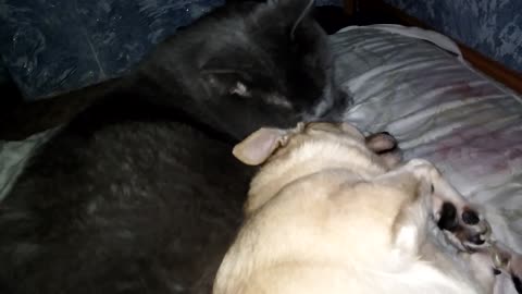 Daily cat of licking of a dog.