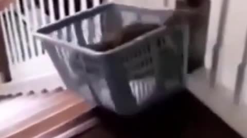 Funny Cat Rides Down Stairs in a Laundry Basket #shorts