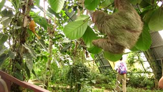 Orphaned and Captive Three-Toed Sloth