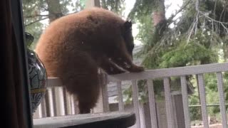Curious Bear Cub on the Porch