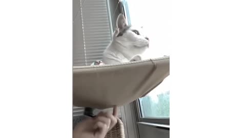 Cat playing and pranking video