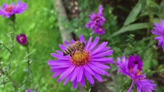 Bee Insect Blossom Collects Nectar From Purple Flower