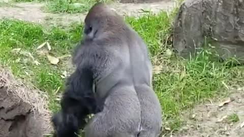 Gorilla swinging in its fun ।। Gorilla ।।