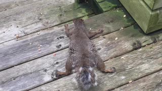 Squirrel Lays Down to Keep Cool