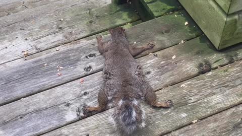 Squirrel Lays Down to Keep Cool