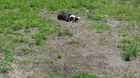 Bull dog puppy has first pool experience