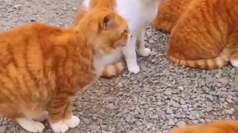 Funny Animals Video