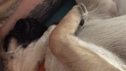 Snoring pug