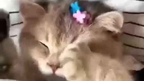 Cute Funny Cate video