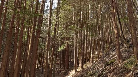 Korean cypress forest