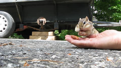 Adorable Chipmunk Stuffs Its Cheeks With Almonds