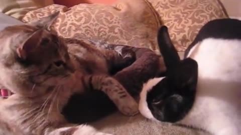 Gato acicala a su amigo el conejito