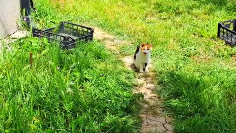 Newborn cute, baby kittens are sleeping. I gave food to the mother cat.