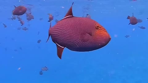 Thesetriggerfishcamesoclose,showingtheirprettycolors