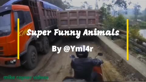 Amazing and Super Funny Animals Video | Make you Laugh, Pets | Happy People Do Funny Stuff!