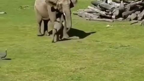 Cute baby elephant playing with birds