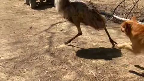 Playing with Emu