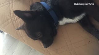 Black and white dog blue collar has head stroked too hard