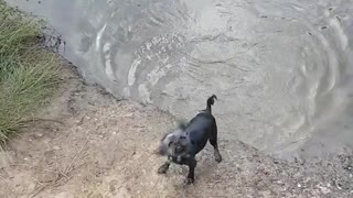 Little black dog swims in a lake toward owner